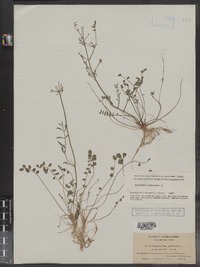 Cardamine pratensis image