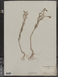 Lepidium virginicum image