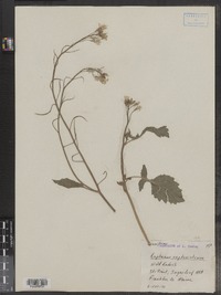 Raphanus raphanistrum image