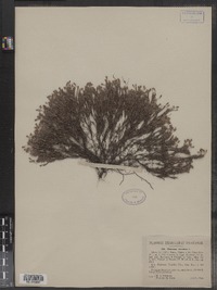 Hudsonia ericoides image