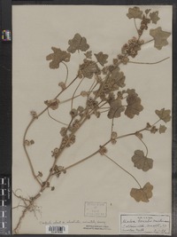 Malva pusilla image