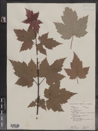 Acer rubrum image