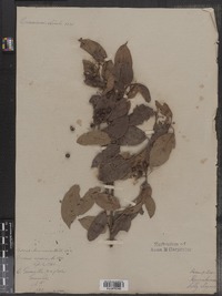 Cornus amomum image