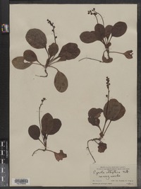 Pyrola elliptica image