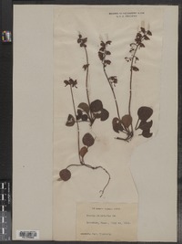 Pyrola chlorantha image