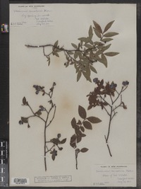 Vaccinium myrtilloides image