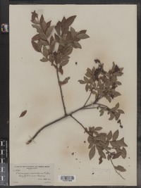 Vaccinium myrtilloides image