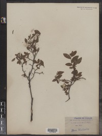 Vaccinium myrtilloides image