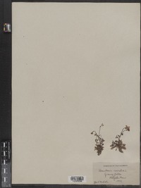 Houstonia caerulea image