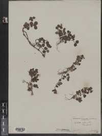 Mitchella repens image