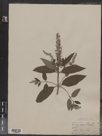 Teucrium canadense image