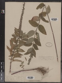 Teucrium canadense image