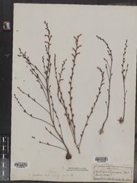 Epifagus virginiana image