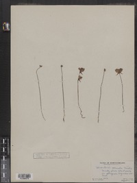 Utricularia cornuta image