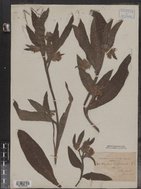 Symphytum officinale image