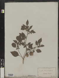 Physalis philadelphica image