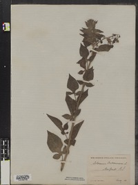 Solanum dulcamara image