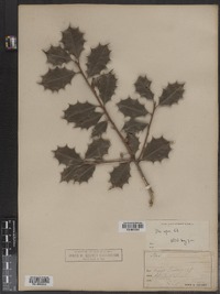 Ilex opaca image