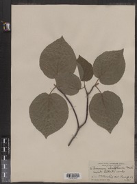 Viburnum lantanoides image