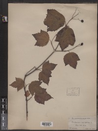 Viburnum acerifolium image