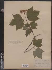 Viburnum acerifolium image