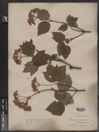 Viburnum acerifolium image