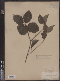 Viburnum recognitum image