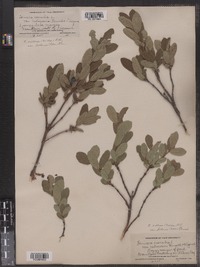 Lonicera villosa image