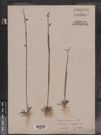 Lobelia dortmanna image