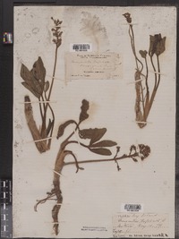 Menyanthes trifoliata image