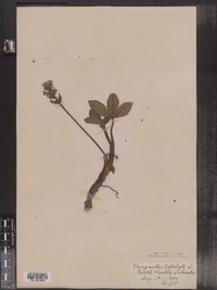 Menyanthes trifoliata image