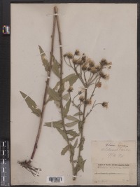 Hieracium canadense image