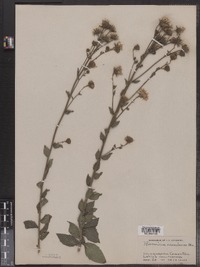 Hieracium canadense image