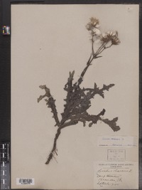 Sonchus arvensis image