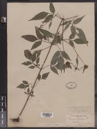 Bidens frondosa image