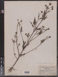 Bidens frondosa image