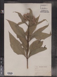 Eupatorium purpureum image