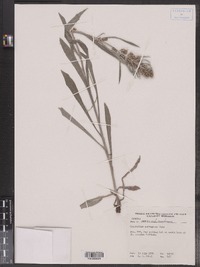 Gnaphalium norvegicum image