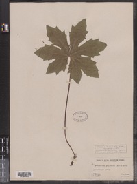 Petasites frigidus var. palmatus image