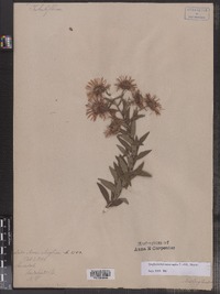 Symphyotrichum novae-angliae image