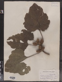 Xanthium strumarium var. canadense image