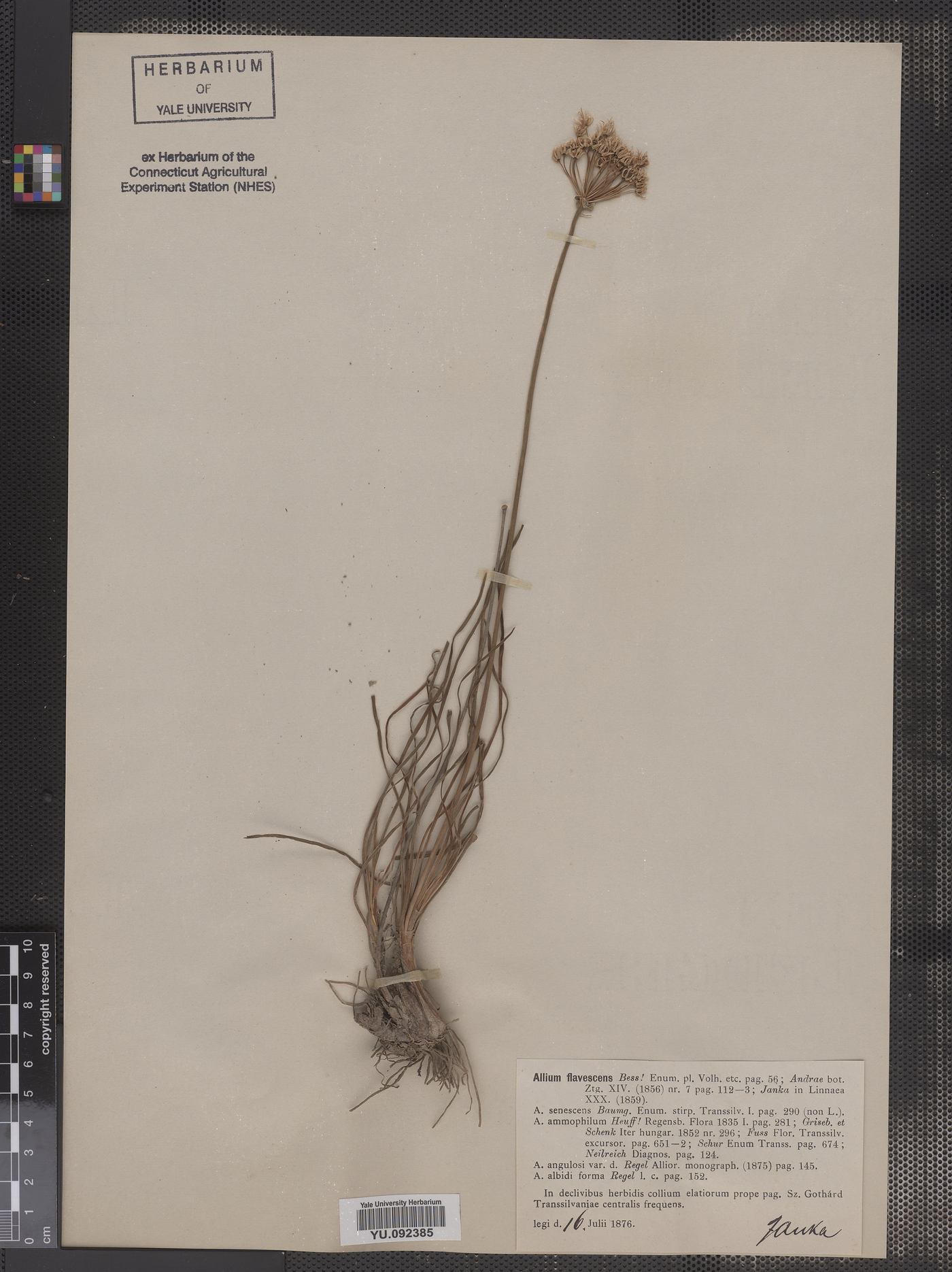 Allium flavescens image