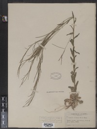 Arabis hirsuta image