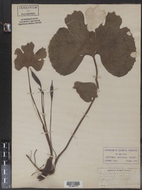 Sanguinaria canadensis image