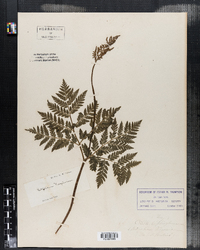 Botrychium virginianum image