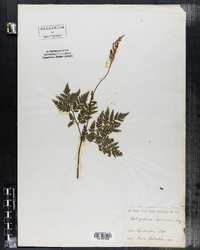 Botrychium virginianum image