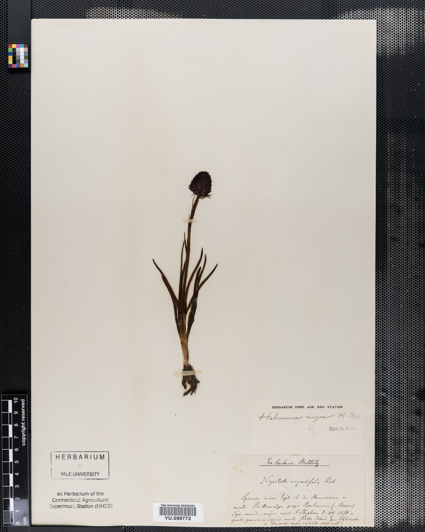 Habenaria nigra image