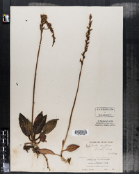 Image of Goodyera menziesii