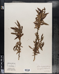 Image of Salix mollissima