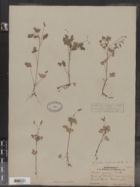 Oxalis corniculata image